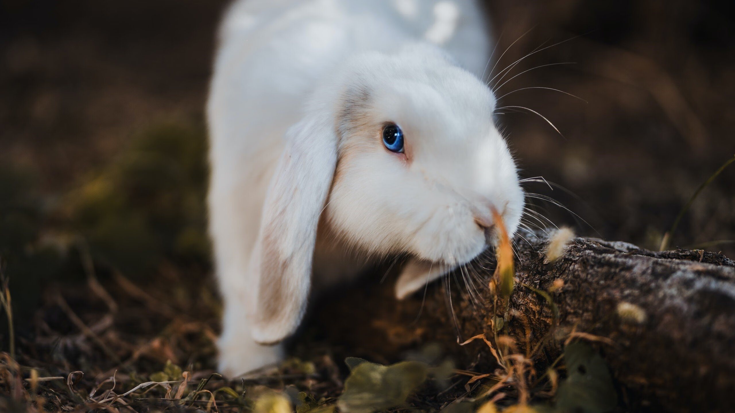 全国青少年“全面发展”体育节在长沙盛大举行，推广多元体育运动