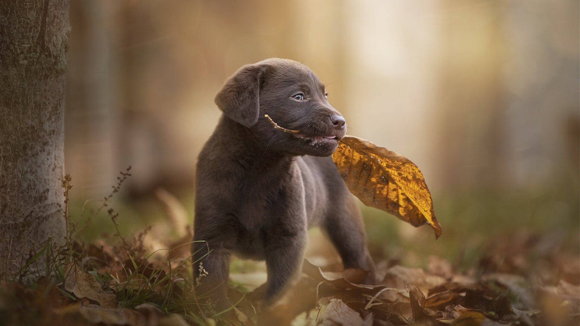 团队合作：战术和执行力的完美结合，团队合作指的是什么