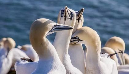 爱游戏体育app-丁俊晖宣布将参加新加坡大师赛，丁俊晖新闻